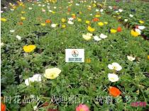 时花成品