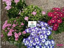 时花成品