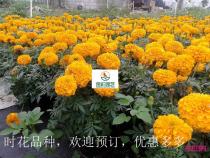 时花成品