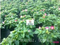 时花成品