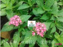 时花成品