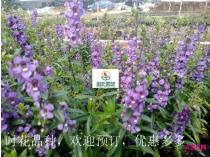 时花成品