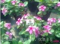 时花成品